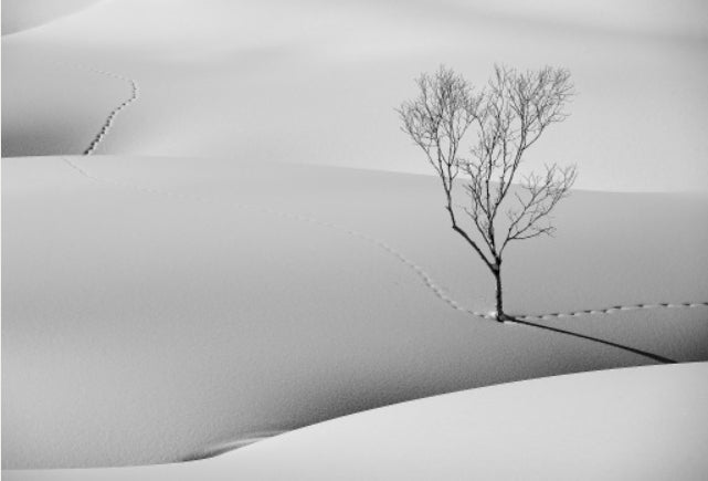 Fox Tracks 1 - The Tree