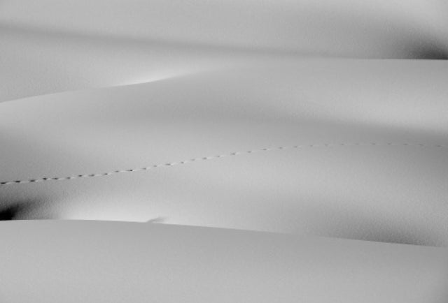 Fox Tracks 2 - The Tracks