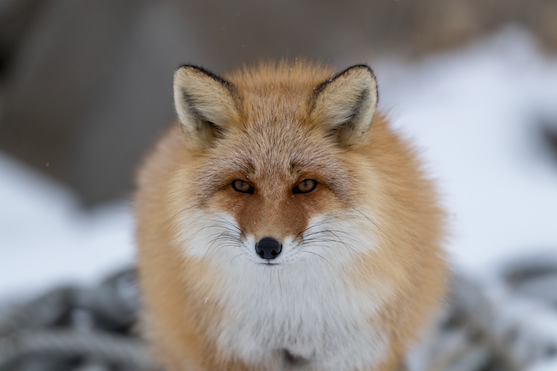 Fox Stare