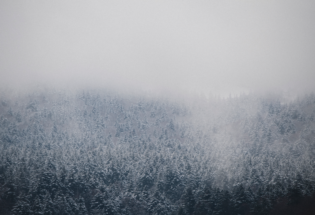 Forest Mist