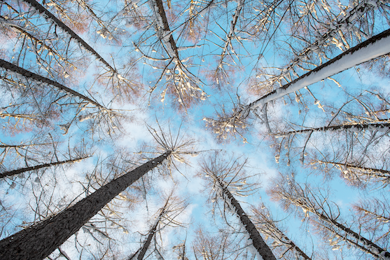 Crown Shyness
