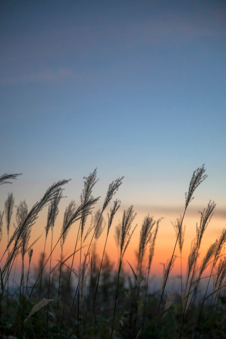 Sky Grass
