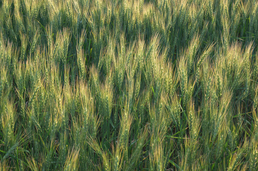 Golden Fields