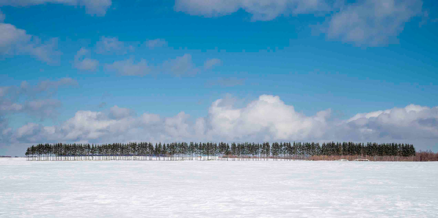 Palisade of Pines