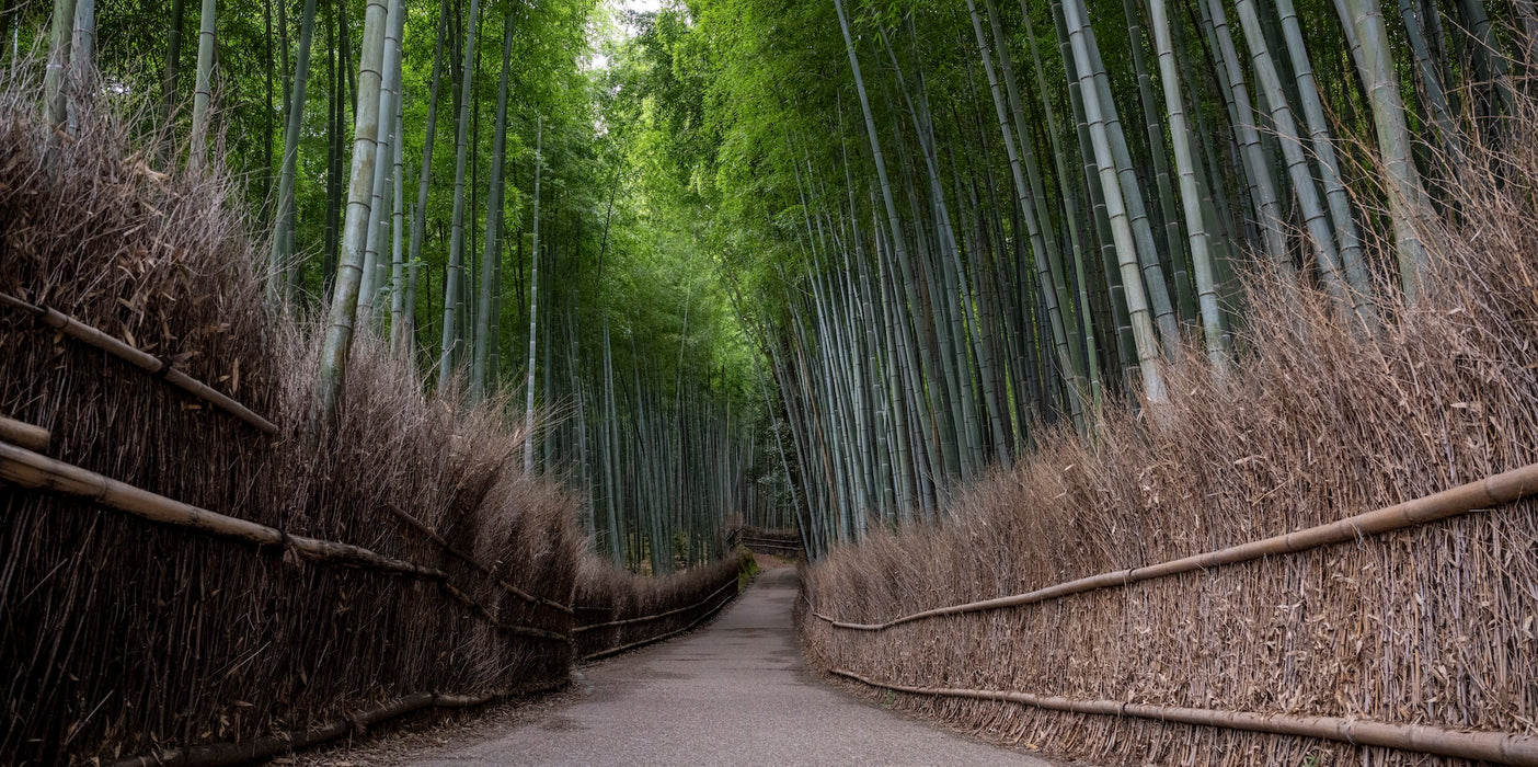 Serenity on Bamboo Avenue
