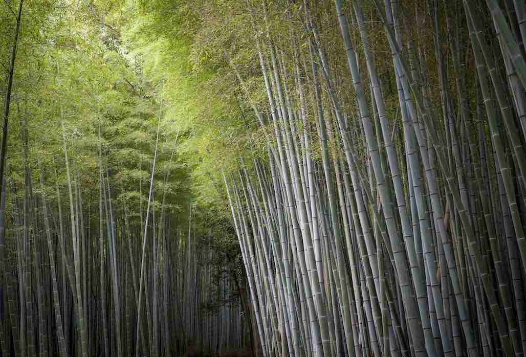 Path of the Bamboo Sentinels