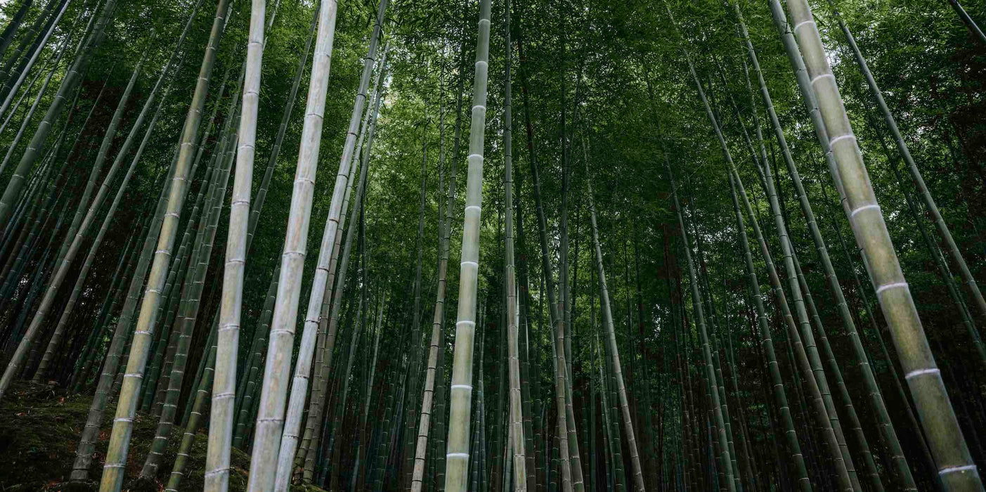 Language of Leaves